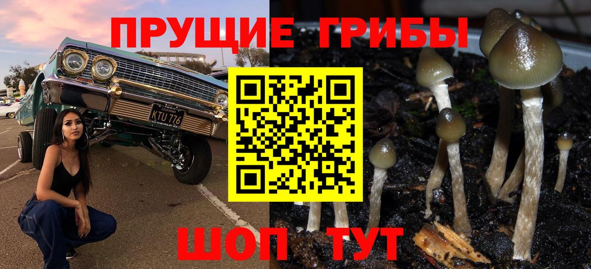 Псилоцибиновые грибы мицелий Людиново
